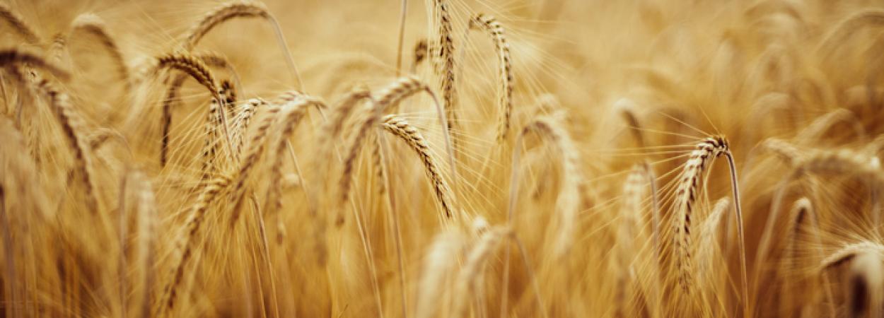campo de trigo