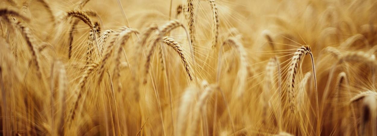 campo de trigo