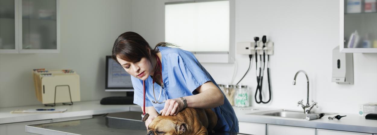 veterinária a cuidar de um cão