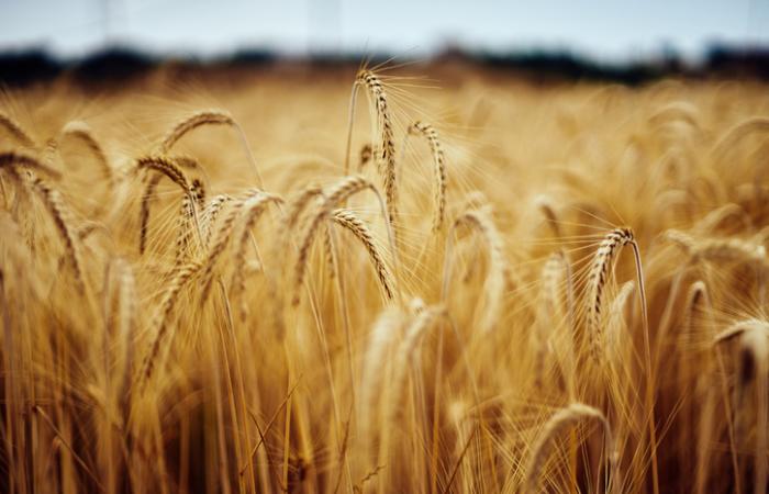 campo de trigo