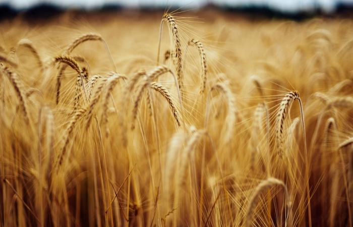 campo de trigo