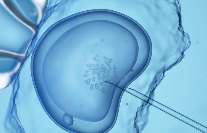 fertilização in vitro