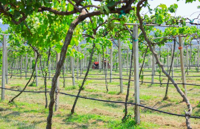 produção vinícola